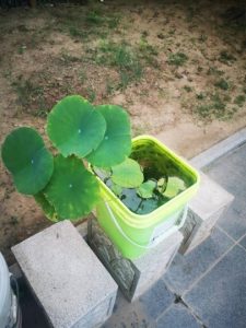 手机娱乐